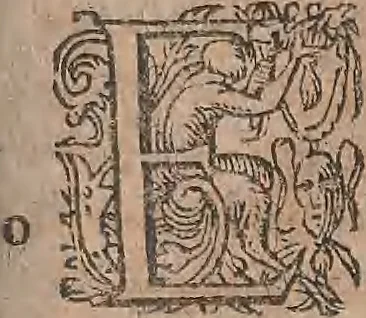 An illustration from Conradi Gesneri medici Tigurini Historiae animalium liber primus de quadrupedibus viuiparis : opus philosophis, medicis, grammaticis, philologis, poëtis, & omnibus rerum linguarumq́ue variarum studiosis, vtilissimum simul iucundissimumq́ue futurum, 1602, leaf 814