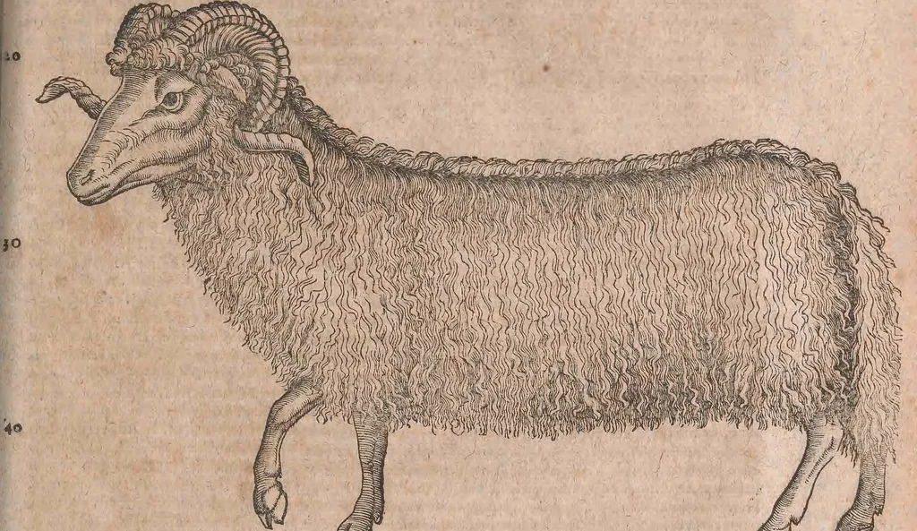 An illustration from Conradi Gesneri medici Tigurini Historiae animalium liber primus de quadrupedibus viuiparis : opus philosophis, medicis, grammaticis, philologis, poëtis, & omnibus rerum linguarumq́ue variarum studiosis, vtilissimum simul iucundissimumq́ue futurum, 1602, leaf 816