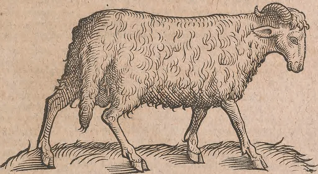 An illustration from Conradi Gesneri medici Tigurini Historiae animalium liber primus de quadrupedibus viuiparis : opus philosophis, medicis, grammaticis, philologis, poëtis, & omnibus rerum linguarumq́ue variarum studiosis, vtilissimum simul iucundissimumq́ue futurum, 1602, leaf 818