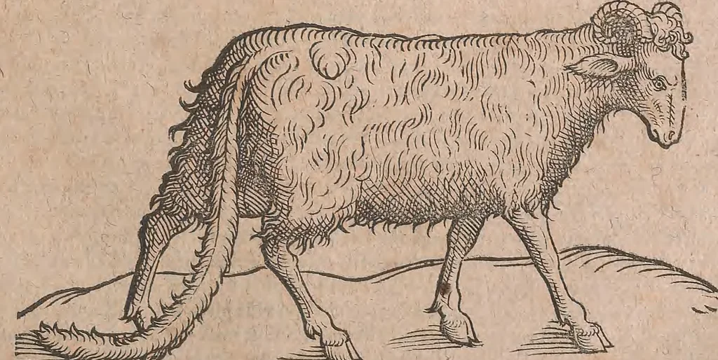 An illustration from Conradi Gesneri medici Tigurini Historiae animalium liber primus de quadrupedibus viuiparis : opus philosophis, medicis, grammaticis, philologis, poëtis, & omnibus rerum linguarumq́ue variarum studiosis, vtilissimum simul iucundissimumq́ue futurum, 1602, leaf 818