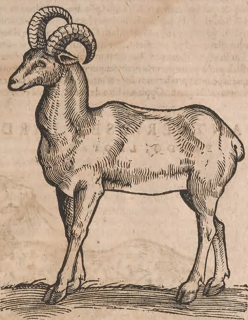 An illustration from Conradi Gesneri medici Tigurini Historiae animalium liber primus de quadrupedibus viuiparis : opus philosophis, medicis, grammaticis, philologis, poëtis, & omnibus rerum linguarumq́ue variarum studiosis, vtilissimum simul iucundissimumq́ue futurum, 1602, leaf 868
