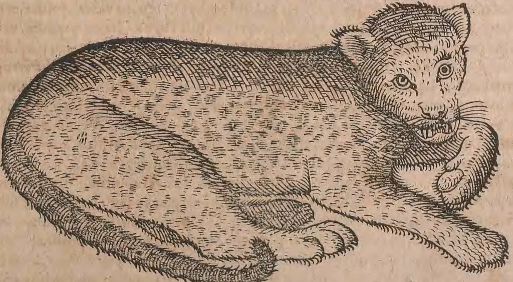 An illustration from Conradi Gesneri medici Tigurini Historiae animalium liber primus de quadrupedibus viuiparis : opus philosophis, medicis, grammaticis, philologis, poëtis, & omnibus rerum linguarumq́ue variarum studiosis, vtilissimum simul iucundissimumq́ue futurum, 1602, leaf 870