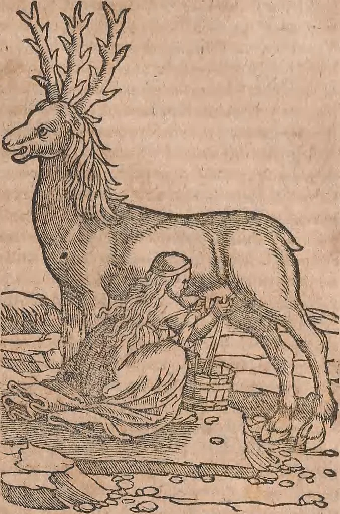 An illustration from Conradi Gesneri medici Tigurini Historiae animalium liber primus de quadrupedibus viuiparis : opus philosophis, medicis, grammaticis, philologis, poëtis, & omnibus rerum linguarumq́ue variarum studiosis, vtilissimum simul iucundissimumq́ue futurum, 1602, leaf 884