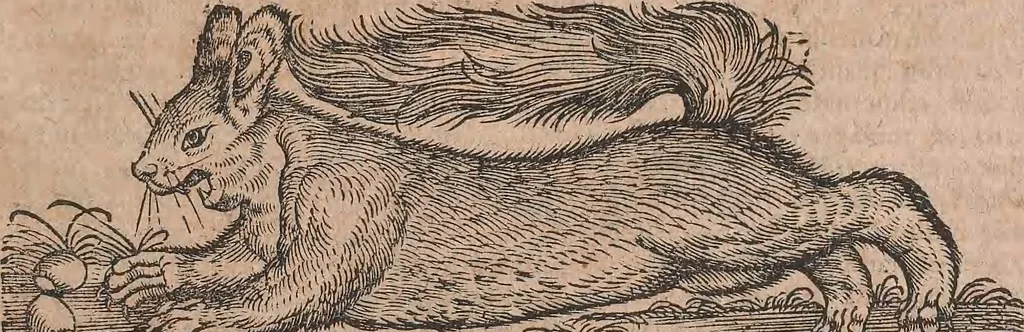 An illustration from Conradi Gesneri medici Tigurini Historiae animalium liber primus de quadrupedibus viuiparis : opus philosophis, medicis, grammaticis, philologis, poëtis, & omnibus rerum linguarumq́ue variarum studiosis, vtilissimum simul iucundissimumq́ue futurum, 1602, leaf 890