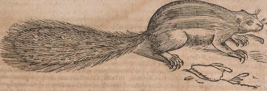 An illustration from Conradi Gesneri medici Tigurini Historiae animalium liber primus de quadrupedibus viuiparis : opus philosophis, medicis, grammaticis, philologis, poëtis, & omnibus rerum linguarumq́ue variarum studiosis, vtilissimum simul iucundissimumq́ue futurum, 1602, leaf 892