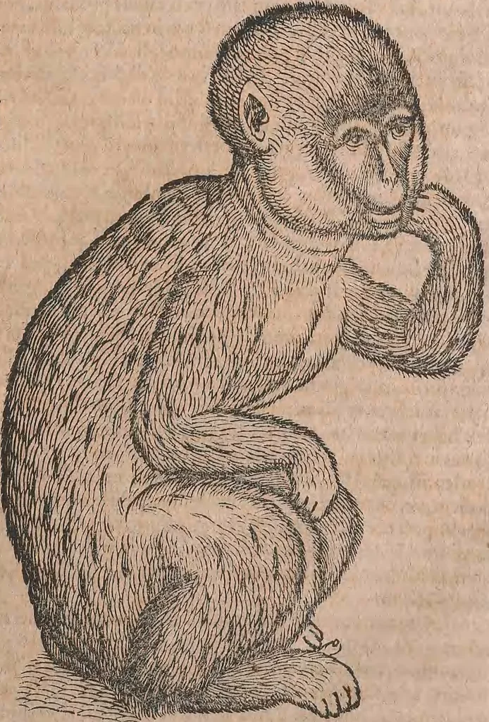 An illustration from Conradi Gesneri medici Tigurini Historiae animalium liber primus de quadrupedibus viuiparis : opus philosophis, medicis, grammaticis, philologis, poëtis, & omnibus rerum linguarumq́ue variarum studiosis, vtilissimum simul iucundissimumq́ue futurum, 1602, leaf 892
