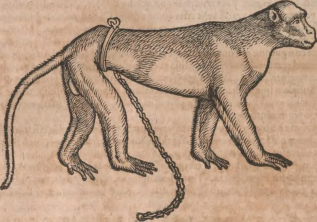 An illustration from Conradi Gesneri medici Tigurini Historiae animalium liber primus de quadrupedibus viuiparis : opus philosophis, medicis, grammaticis, philologis, poëtis, & omnibus rerum linguarumq́ue variarum studiosis, vtilissimum simul iucundissimumq́ue futurum, 1602, leaf 901