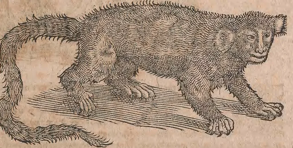 An illustration from Conradi Gesneri medici Tigurini Historiae animalium liber primus de quadrupedibus viuiparis : opus philosophis, medicis, grammaticis, philologis, poëtis, & omnibus rerum linguarumq́ue variarum studiosis, vtilissimum simul iucundissimumq́ue futurum, 1602, leaf 914