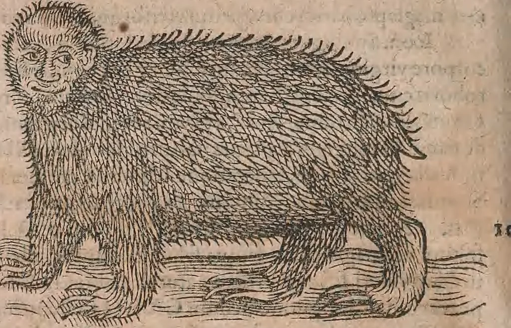 An illustration from Conradi Gesneri medici Tigurini Historiae animalium liber primus de quadrupedibus viuiparis : opus philosophis, medicis, grammaticis, philologis, poëtis, & omnibus rerum linguarumq́ue variarum studiosis, vtilissimum simul iucundissimumq́ue futurum, 1602, leaf 915