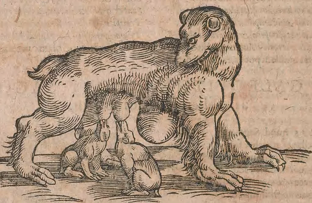 An illustration from Conradi Gesneri medici Tigurini Historiae animalium liber primus de quadrupedibus viuiparis : opus philosophis, medicis, grammaticis, philologis, poëtis, & omnibus rerum linguarumq́ue variarum studiosis, vtilissimum simul iucundissimumq́ue futurum, 1602, leaf 915