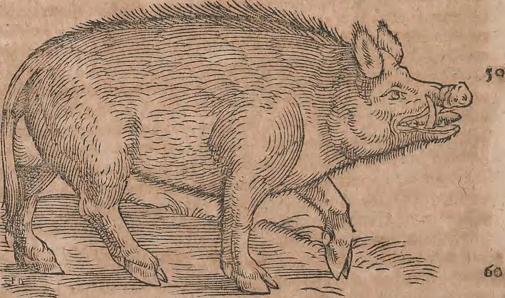An illustration from Conradi Gesneri medici Tigurini Historiae animalium liber primus de quadrupedibus viuiparis : opus philosophis, medicis, grammaticis, philologis, poëtis, & omnibus rerum linguarumq́ue variarum studiosis, vtilissimum simul iucundissimumq́ue futurum, 1602, leaf 963