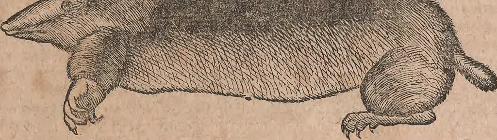An illustration from Conradi Gesneri medici Tigurini Historiae animalium liber primus de quadrupedibus viuiparis : opus philosophis, medicis, grammaticis, philologis, poëtis, & omnibus rerum linguarumq́ue variarum studiosis, vtilissimum simul iucundissimumq́ue futurum, 1602, leaf 976