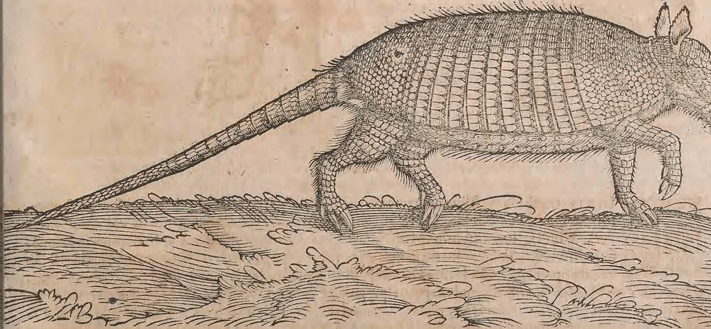 An illustration from Conradi Gesneri medici Tigurini Historiae animalium liber primus de quadrupedibus viuiparis : opus philosophis, medicis, grammaticis, philologis, poëtis, & omnibus rerum linguarumq́ue variarum studiosis, vtilissimum simul iucundissimumq́ue futurum, 1602, leaf 980