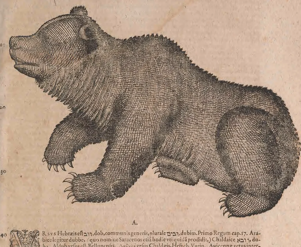 An illustration from Conradi Gesneri medici Tigurini Historiae animalium liber primus de quadrupedibus viuiparis : opus philosophis, medicis, grammaticis, philologis, poëtis, & omnibus rerum linguarumq́ue variarum studiosis, vtilissimum simul iucundissimumq́ue futurum, 1602, leaf 986