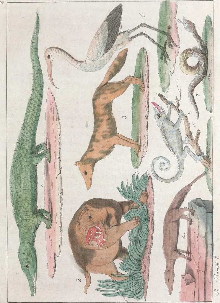 An illustration from Le Costume ancien et moderne ; ou, Histoire du gouvernement, de la milice, de la religion, des arts, sciences et usages de tous les peuples anciens et modernes, d'après les monumens de l'antiquité et accompagné de dessins analogues au sujet, 1815, leaf 60