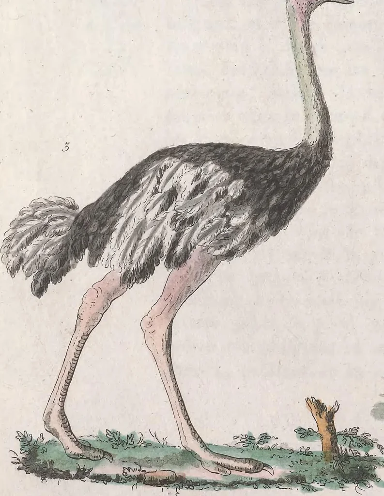 An illustration from Le Costume ancien et moderne ; ou, Histoire du gouvernement, de la milice, de la religion, des arts, sciences et usages de tous les peuples anciens et modernes, d'après les monumens de l'antiquité et accompagné de dessins analogues au sujet, 1815, leaf 367