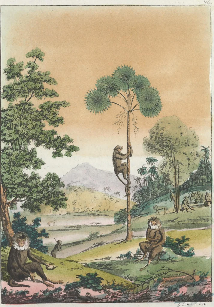 An illustration from Le Costume ancien et moderne ; ou, Histoire du gouvernement, de la milice, de la religion, des arts, sciences et usages de tous les peuples anciens et modernes, d'après les monumens de l'antiquité et accompagné de dessins analogues au sujet, 1815, leaf 447