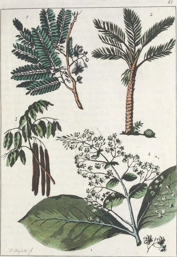 An illustration from Le Costume ancien et moderne ; ou, Histoire du gouvernement, de la milice, de la religion, des arts, sciences et usages de tous les peuples anciens et modernes, d'après les monumens de l'antiquité et accompagné de dessins analogues au sujet, 1815, leaf 504