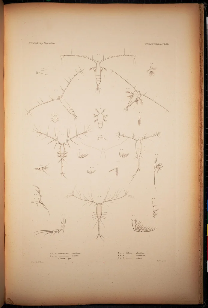 An illustration from Crustacea, 1852, leaf 185