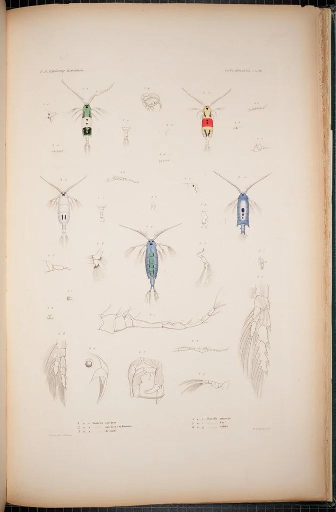 An illustration from Crustacea, 1852, leaf 197
