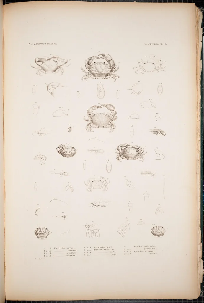 An illustration from Crustacea, 1852, leaf 57