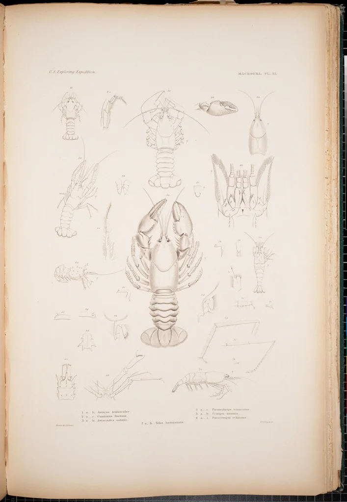 An illustration from Crustacea, 1852, leaf 99
