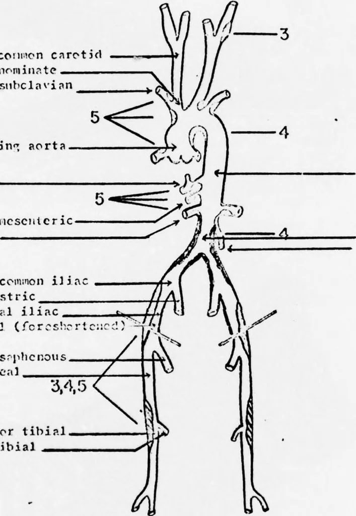 An illustration from An Application of Computer Graphics: Two Concurrent Investigations Within the Medical Field,, 1971, leaf 200