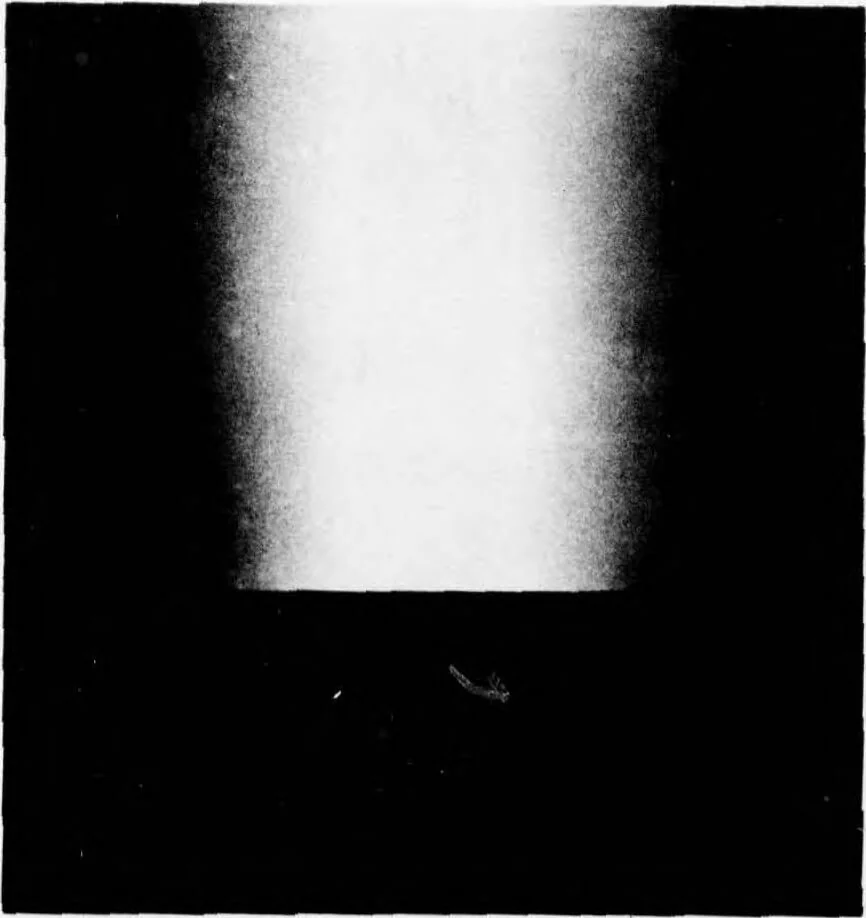 An illustration from Digital Picture Processing and Psychophysics: A Study of Brightness Perception,, 1973, leaf 24