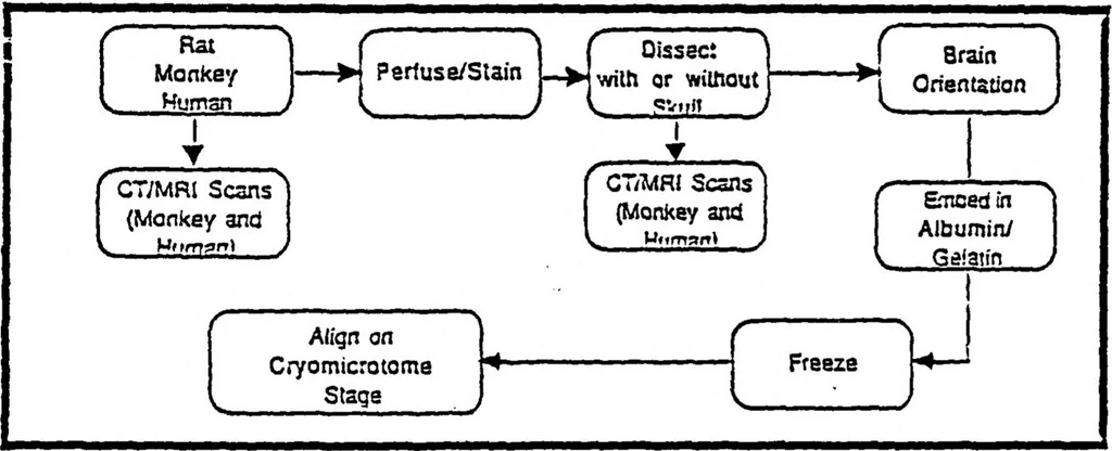 An illustration from Three-Dimensional Computer Graphics Brain-Mapping Project, 1988, leaf 89