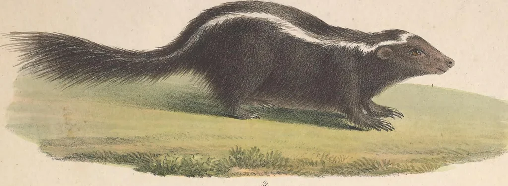 An illustration from Darstellung neuer oder wenig bekannter Säugethiere in Abbildungen und Beschreibungen : von fünf und sechzig Arten auf funfzig colorirten Steindrucktafeln nach den Originalen des Zoologischen Museums der Universität zu Berlin, 1827, leaf 100