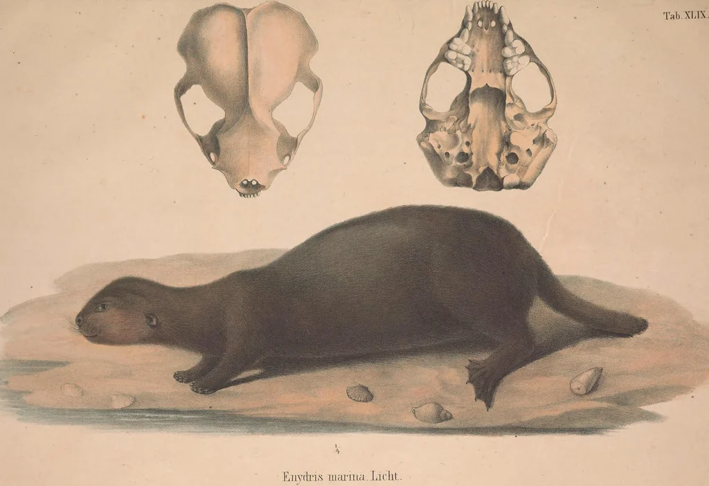 An illustration from Darstellung neuer oder wenig bekannter Säugethiere in Abbildungen und Beschreibungen : von fünf und sechzig Arten auf funfzig colorirten Steindrucktafeln nach den Originalen des Zoologischen Museums der Universität zu Berlin, 1827, leaf 102
