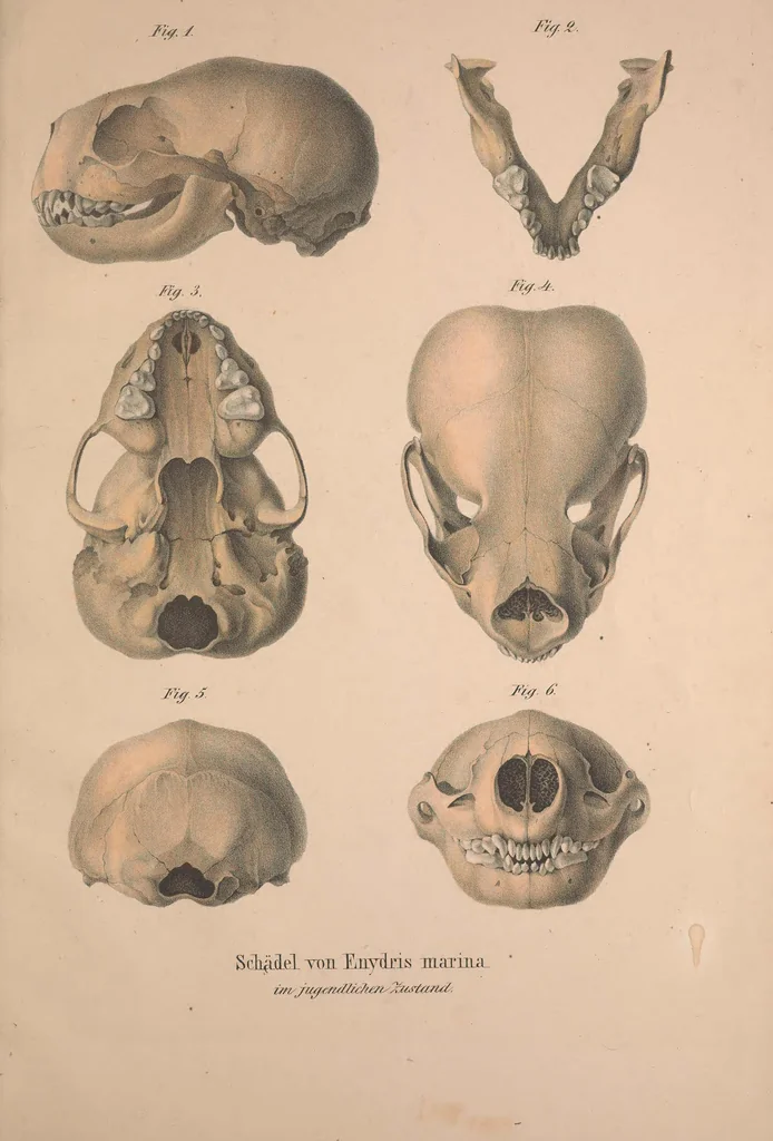 An illustration from Darstellung neuer oder wenig bekannter Säugethiere in Abbildungen und Beschreibungen : von fünf und sechzig Arten auf funfzig colorirten Steindrucktafeln nach den Originalen des Zoologischen Museums der Universität zu Berlin, 1827, leaf 104