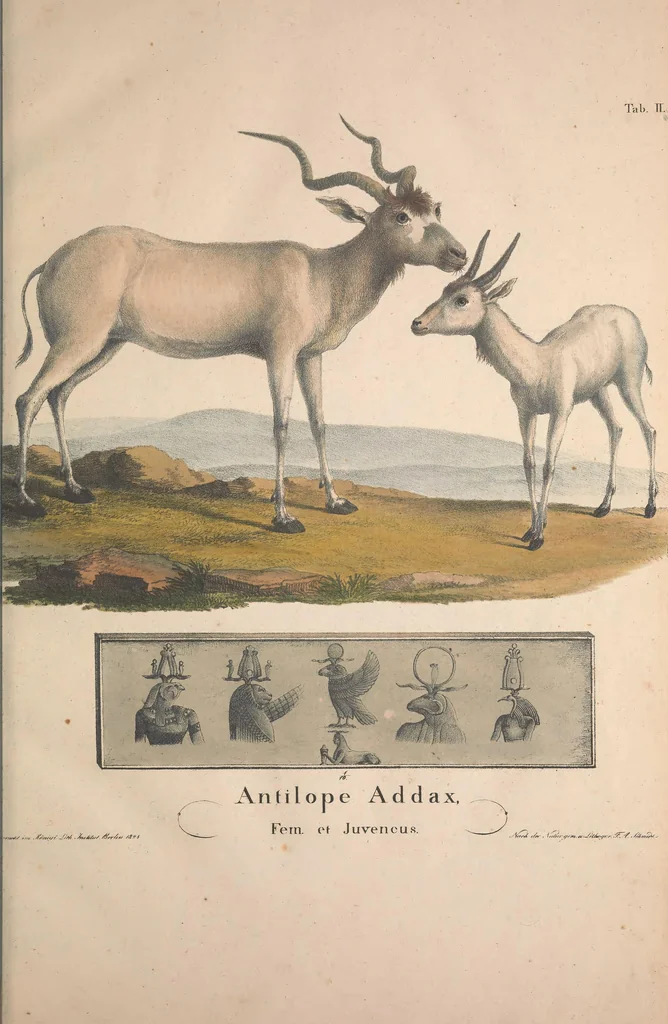 An illustration from Darstellung neuer oder wenig bekannter Säugethiere in Abbildungen und Beschreibungen : von fünf und sechzig Arten auf funfzig colorirten Steindrucktafeln nach den Originalen des Zoologischen Museums der Universität zu Berlin, 1827, leaf 12