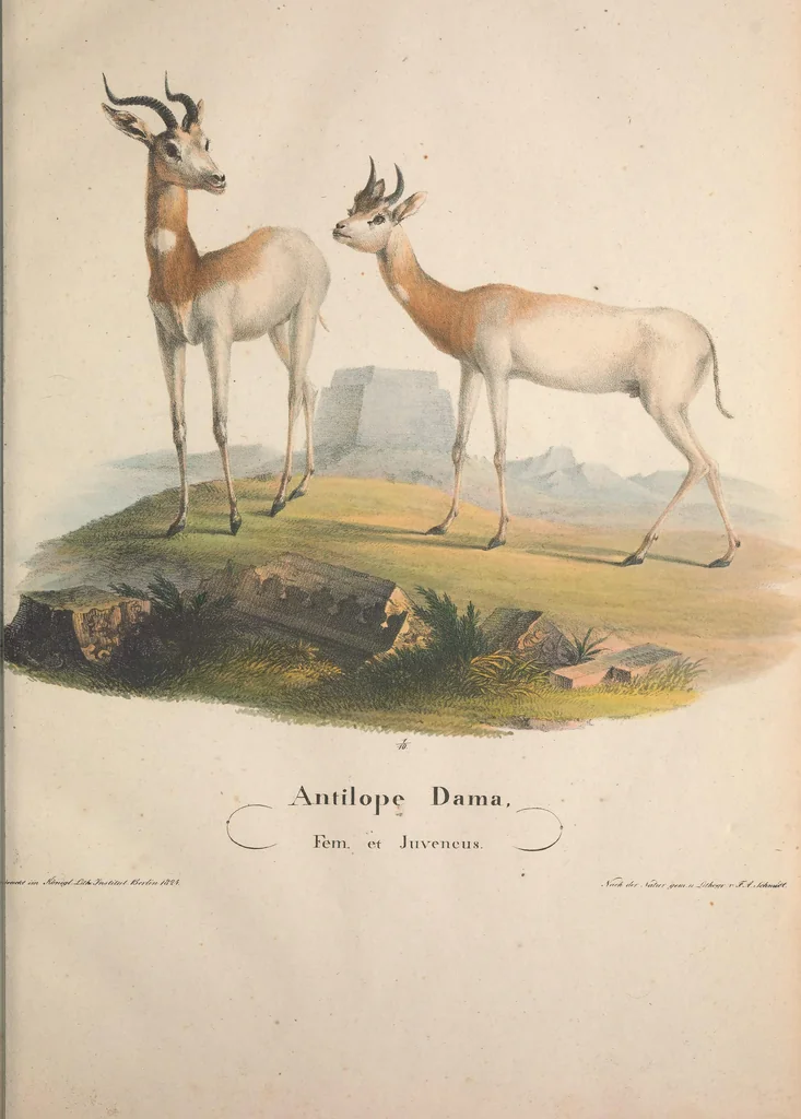 An illustration from Darstellung neuer oder wenig bekannter Säugethiere in Abbildungen und Beschreibungen : von fünf und sechzig Arten auf funfzig colorirten Steindrucktafeln nach den Originalen des Zoologischen Museums der Universität zu Berlin, 1827, leaf 16