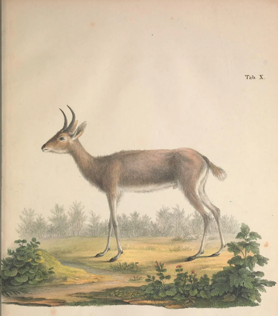 An illustration from Darstellung neuer oder wenig bekannter Säugethiere in Abbildungen und Beschreibungen : von fünf und sechzig Arten auf funfzig colorirten Steindrucktafeln nach den Originalen des Zoologischen Museums der Universität zu Berlin, 1827, leaf 26