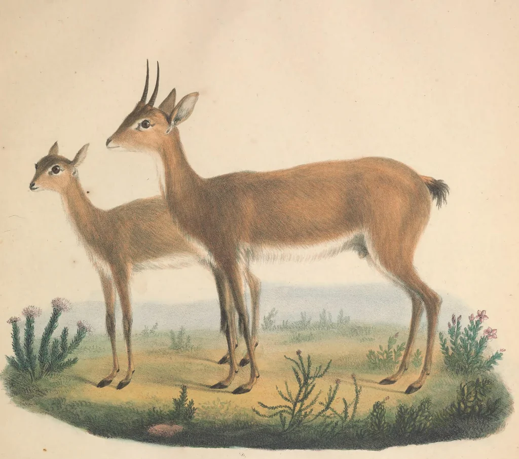 An illustration from Darstellung neuer oder wenig bekannter Säugethiere in Abbildungen und Beschreibungen : von fünf und sechzig Arten auf funfzig colorirten Steindrucktafeln nach den Originalen des Zoologischen Museums der Universität zu Berlin, 1827, leaf 32