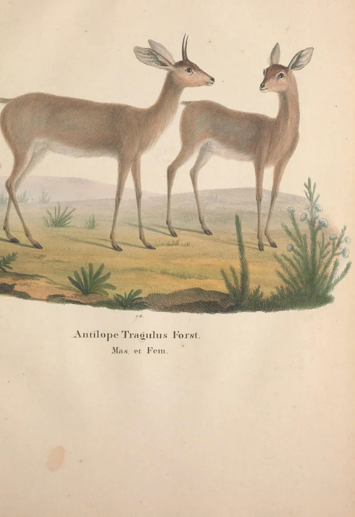 An illustration from Darstellung neuer oder wenig bekannter Säugethiere in Abbildungen und Beschreibungen : von fünf und sechzig Arten auf funfzig colorirten Steindrucktafeln nach den Originalen des Zoologischen Museums der Universität zu Berlin, 1827, leaf 34