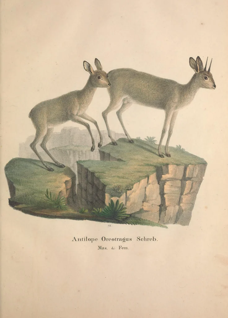 An illustration from Darstellung neuer oder wenig bekannter Säugethiere in Abbildungen und Beschreibungen : von fünf und sechzig Arten auf funfzig colorirten Steindrucktafeln nach den Originalen des Zoologischen Museums der Universität zu Berlin, 1827, leaf 36