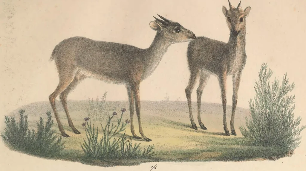 An illustration from Darstellung neuer oder wenig bekannter Säugethiere in Abbildungen und Beschreibungen : von fünf und sechzig Arten auf funfzig colorirten Steindrucktafeln nach den Originalen des Zoologischen Museums der Universität zu Berlin, 1827, leaf 38