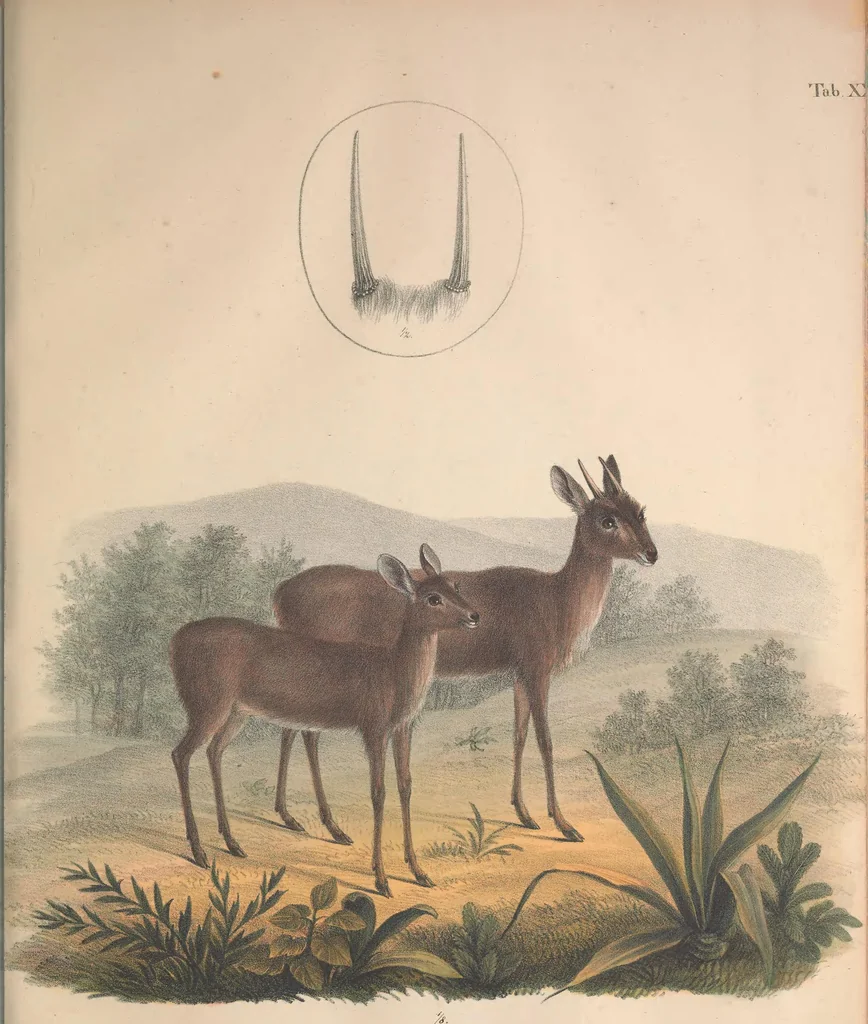 An illustration from Darstellung neuer oder wenig bekannter Säugethiere in Abbildungen und Beschreibungen : von fünf und sechzig Arten auf funfzig colorirten Steindrucktafeln nach den Originalen des Zoologischen Museums der Universität zu Berlin, 1827, leaf 48