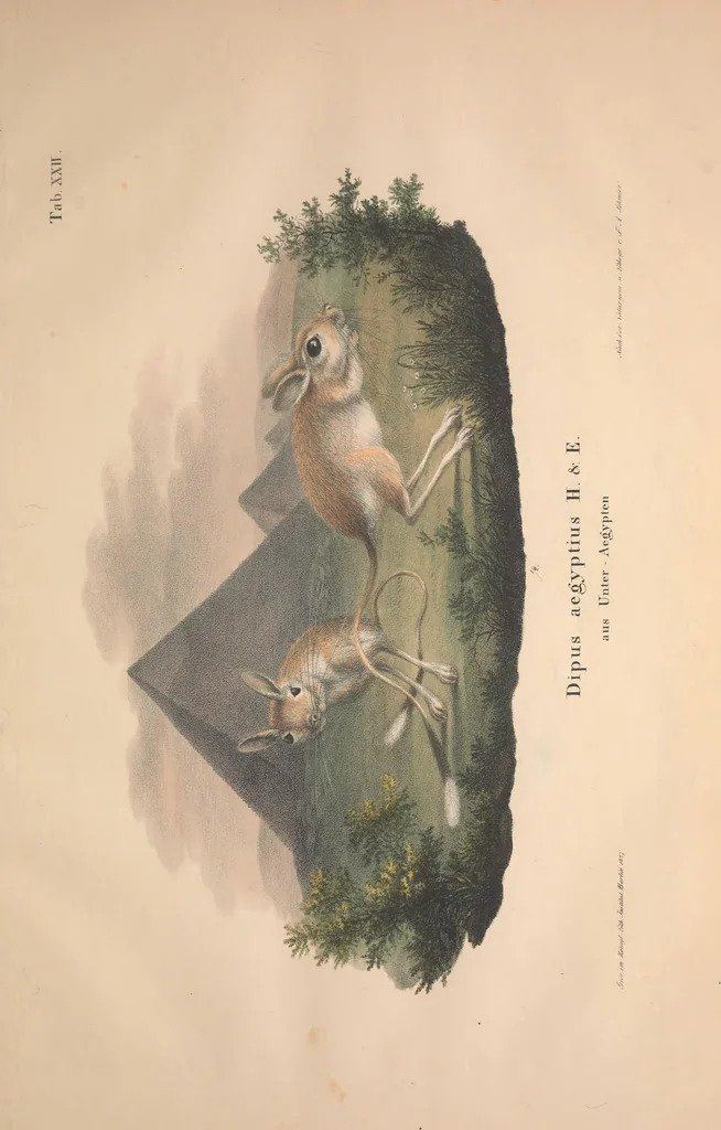 An illustration from Darstellung neuer oder wenig bekannter Säugethiere in Abbildungen und Beschreibungen : von fünf und sechzig Arten auf funfzig colorirten Steindrucktafeln nach den Originalen des Zoologischen Museums der Universität zu Berlin, 1827, leaf 50