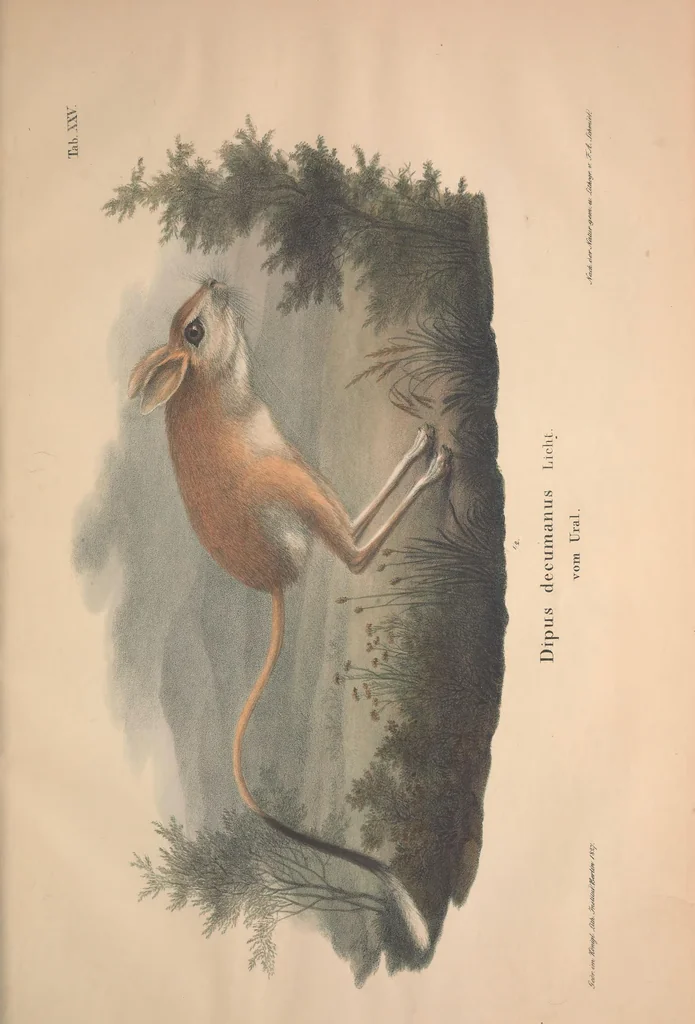An illustration from Darstellung neuer oder wenig bekannter Säugethiere in Abbildungen und Beschreibungen : von fünf und sechzig Arten auf funfzig colorirten Steindrucktafeln nach den Originalen des Zoologischen Museums der Universität zu Berlin, 1827, leaf 54