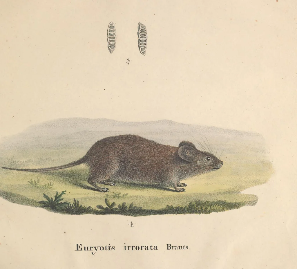 An illustration from Darstellung neuer oder wenig bekannter Säugethiere in Abbildungen und Beschreibungen : von fünf und sechzig Arten auf funfzig colorirten Steindrucktafeln nach den Originalen des Zoologischen Museums der Universität zu Berlin, 1827, leaf 64