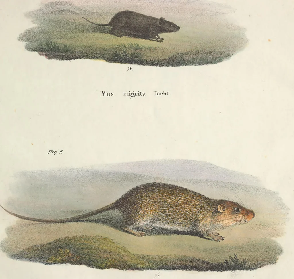 An illustration from Darstellung neuer oder wenig bekannter Säugethiere in Abbildungen und Beschreibungen : von fünf und sechzig Arten auf funfzig colorirten Steindrucktafeln nach den Originalen des Zoologischen Museums der Universität zu Berlin, 1827, leaf 74