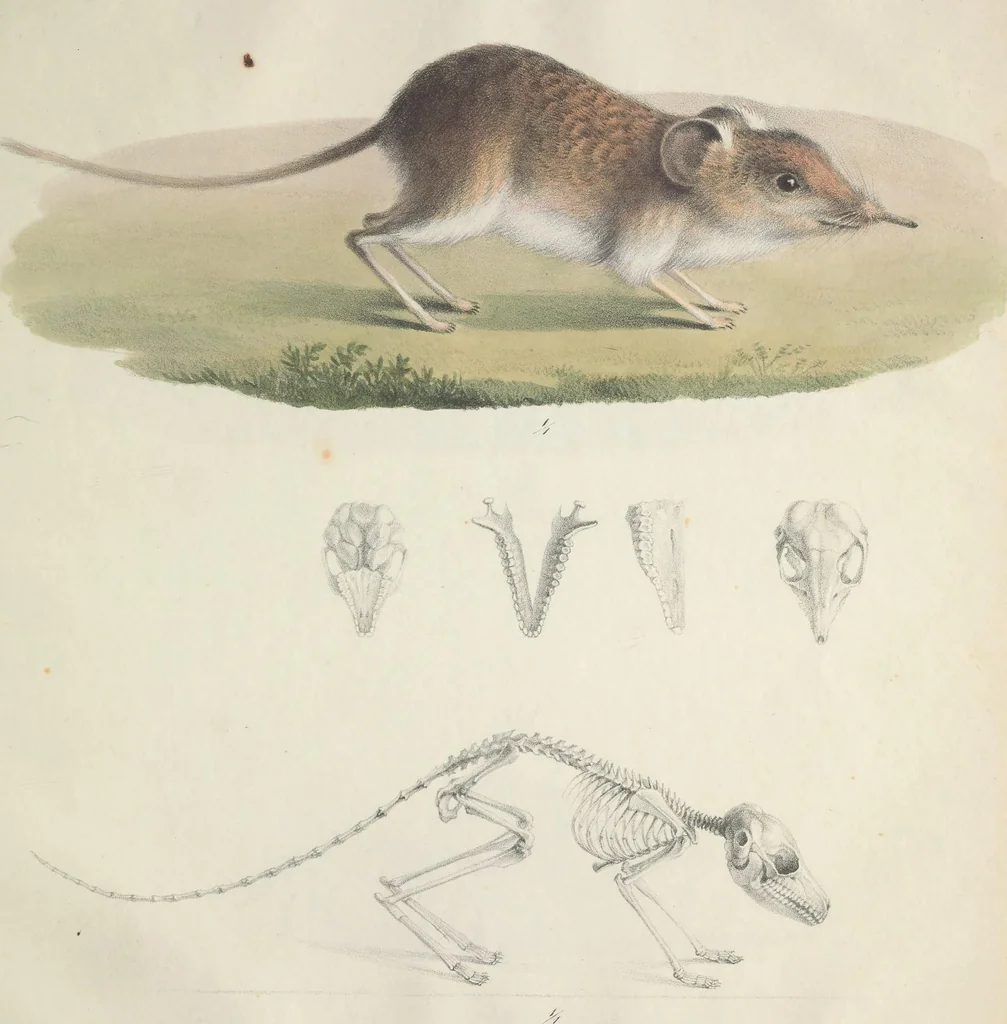 An illustration from Darstellung neuer oder wenig bekannter Säugethiere in Abbildungen und Beschreibungen : von fünf und sechzig Arten auf funfzig colorirten Steindrucktafeln nach den Originalen des Zoologischen Museums der Universität zu Berlin, 1827, leaf 80