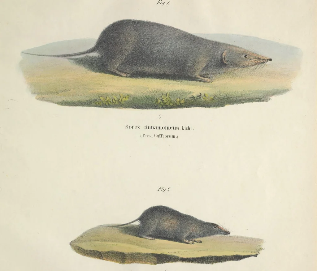 An illustration from Darstellung neuer oder wenig bekannter Säugethiere in Abbildungen und Beschreibungen : von fünf und sechzig Arten auf funfzig colorirten Steindrucktafeln nach den Originalen des Zoologischen Museums der Universität zu Berlin, 1827, leaf 82