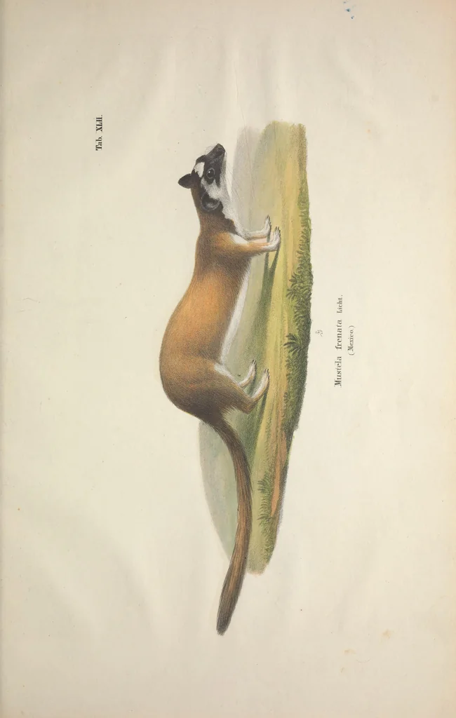 An illustration from Darstellung neuer oder wenig bekannter Säugethiere in Abbildungen und Beschreibungen : von fünf und sechzig Arten auf funfzig colorirten Steindrucktafeln nach den Originalen des Zoologischen Museums der Universität zu Berlin, 1827, leaf 88