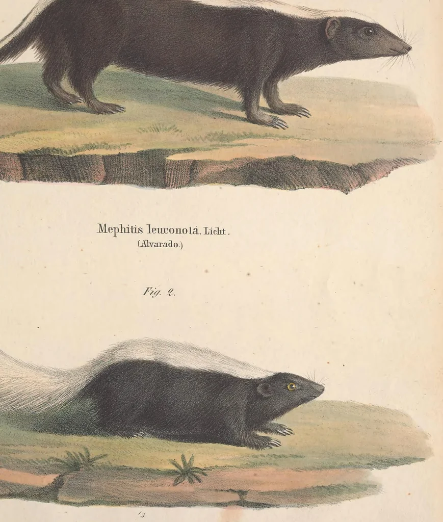 An illustration from Darstellung neuer oder wenig bekannter Säugethiere in Abbildungen und Beschreibungen : von fünf und sechzig Arten auf funfzig colorirten Steindrucktafeln nach den Originalen des Zoologischen Museums der Universität zu Berlin, 1827, leaf 92
