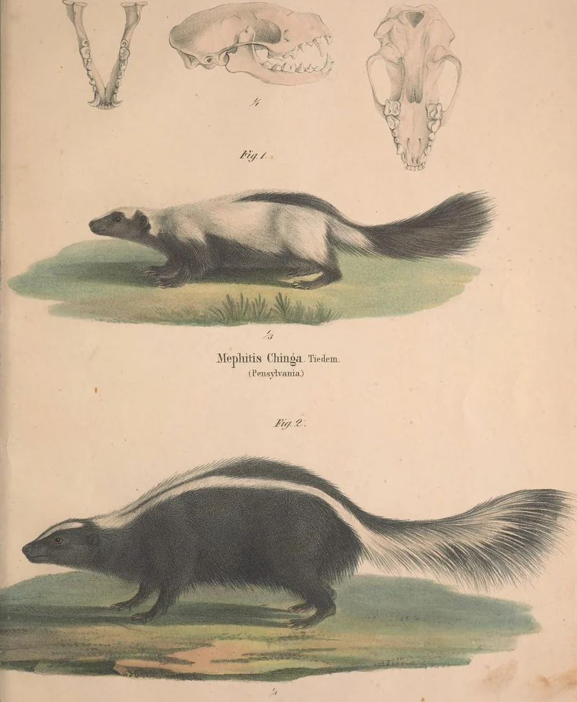 An illustration from Darstellung neuer oder wenig bekannter Säugethiere in Abbildungen und Beschreibungen : von fünf und sechzig Arten auf funfzig colorirten Steindrucktafeln nach den Originalen des Zoologischen Museums der Universität zu Berlin, 1827, leaf 94