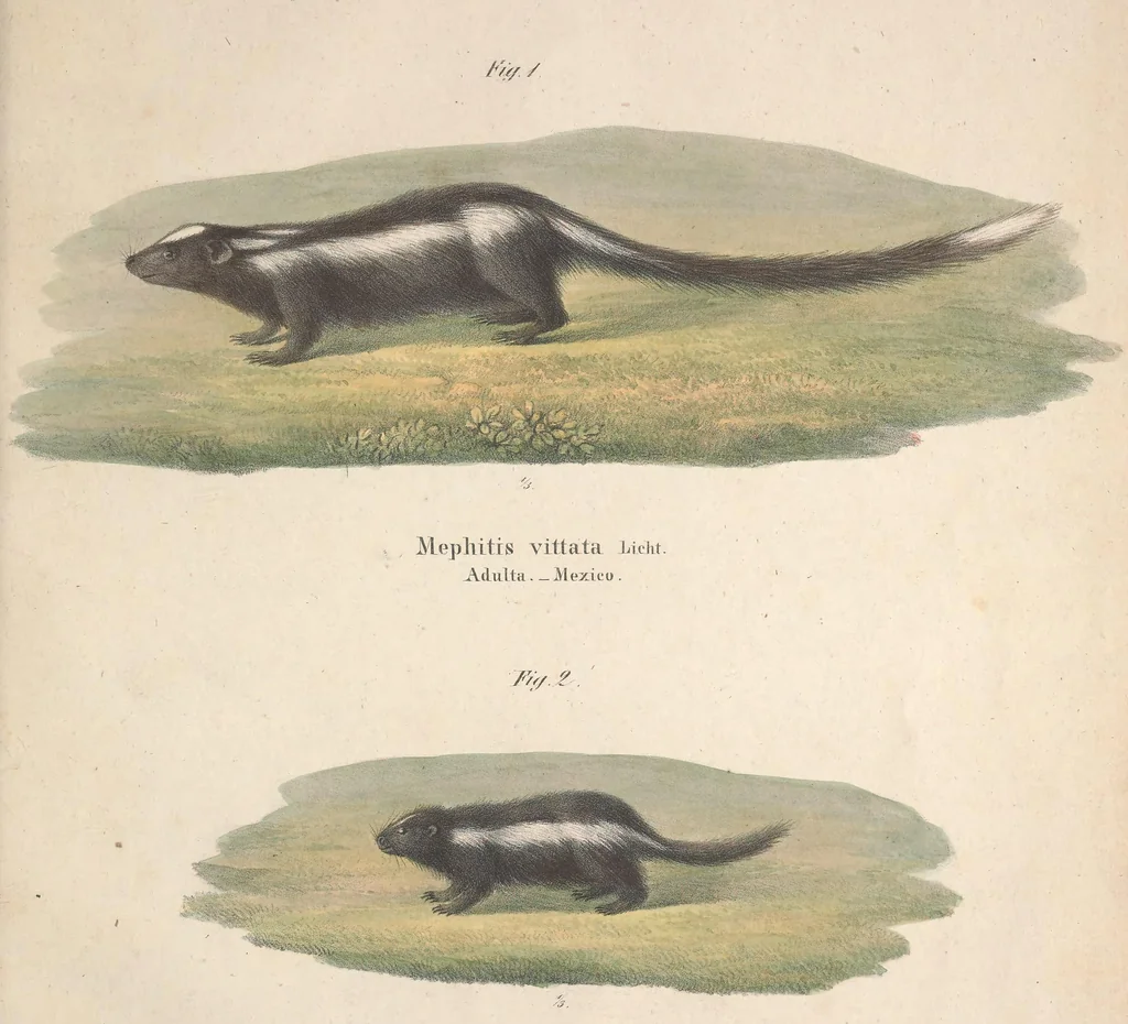 An illustration from Darstellung neuer oder wenig bekannter Säugethiere in Abbildungen und Beschreibungen : von fünf und sechzig Arten auf funfzig colorirten Steindrucktafeln nach den Originalen des Zoologischen Museums der Universität zu Berlin, 1827, leaf 98